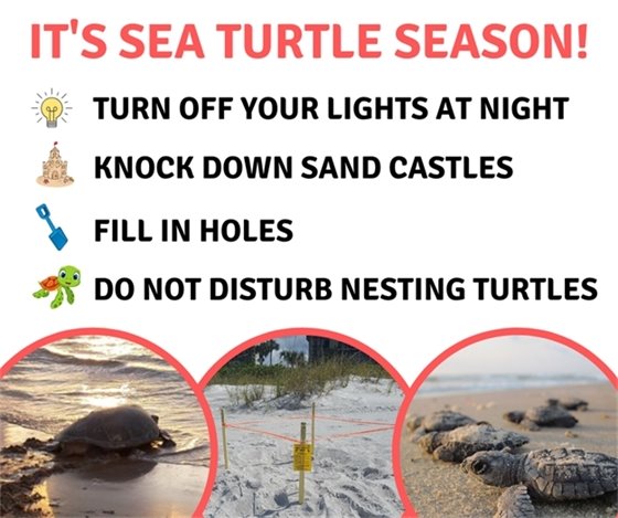 Turtle season