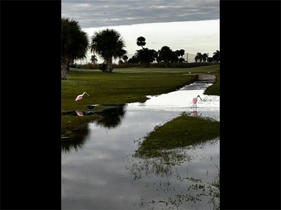 Unfortunately due to the excessive amount of rain the second half of last week, the course will remain closed today, Monday November 20th.    The hope is to open at least 1 nine hole course tomorrow, to Cart Path Only restrictions, after continuing to pump water off the courses today.  We will post an update again tomorrow morning.  The driving range will remain closed most likely for the remainder of the week.