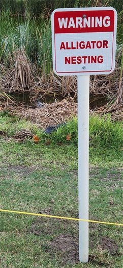 Warning Alligator Nesting